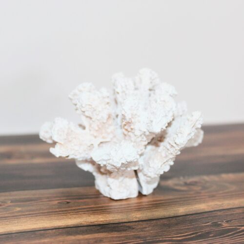 פסל אלמוג לבן Coral