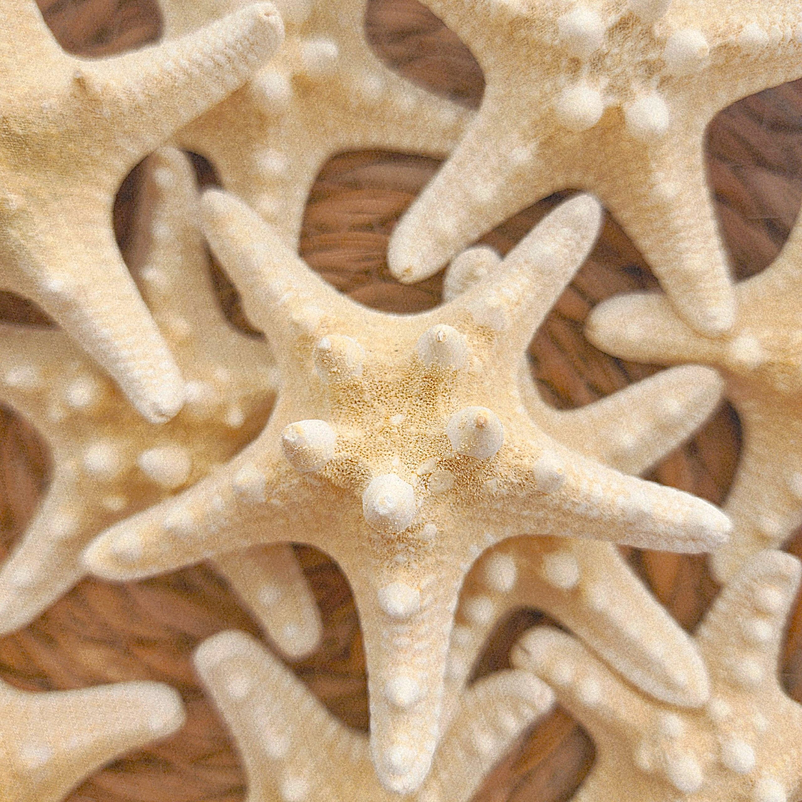 כוכב ים טבעי דקורטיבי מולבן